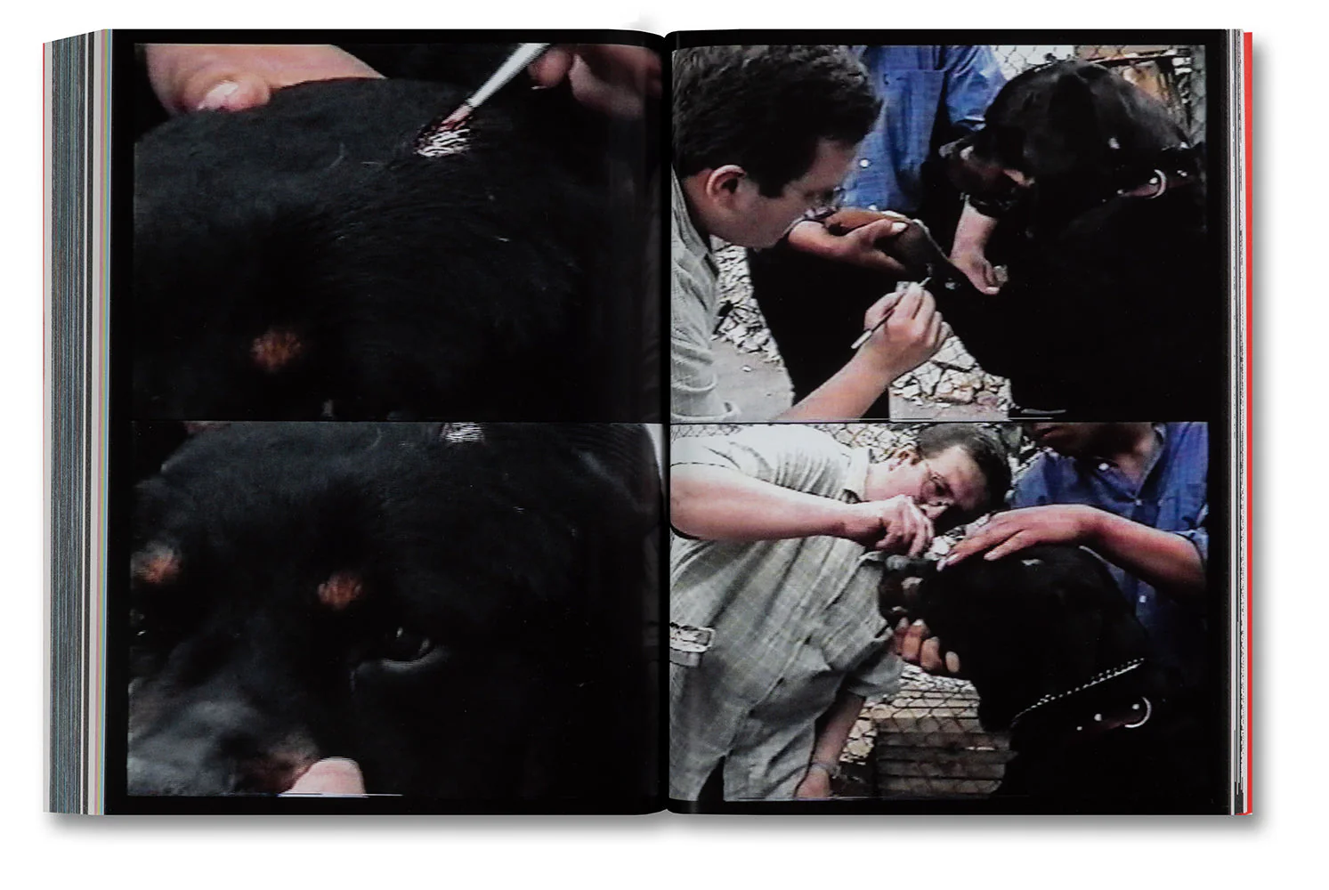 Amores Perros - Image 41
