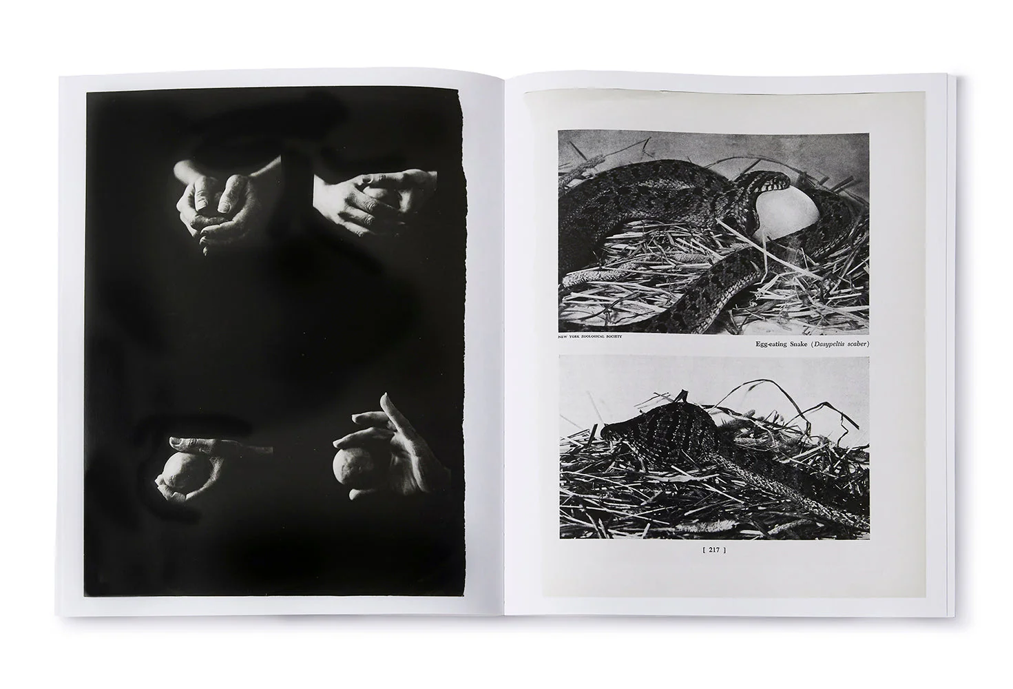 Arrangements - Image 6