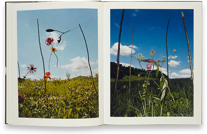 Blumen - Image 6