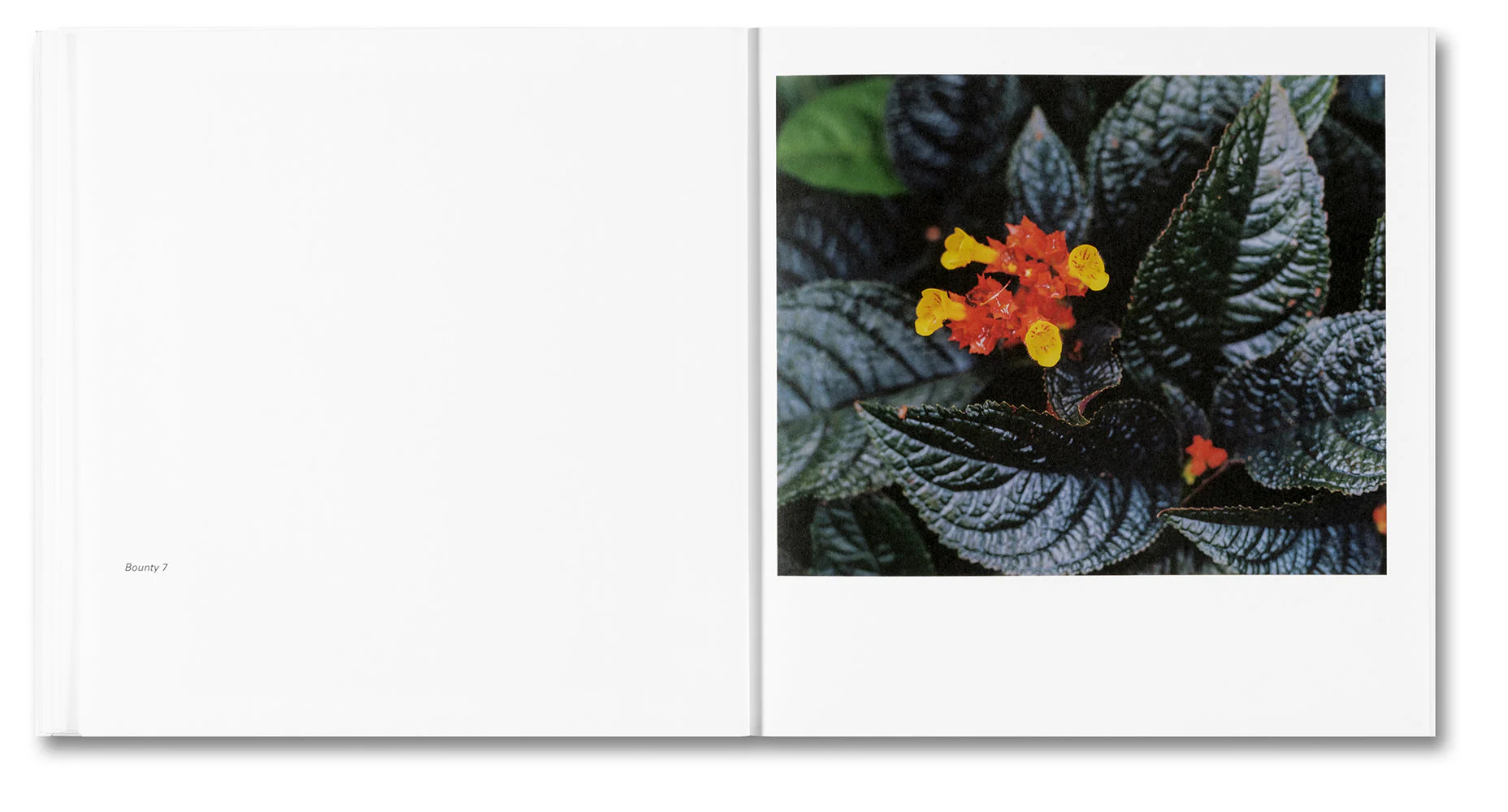 Bounty - Image 10