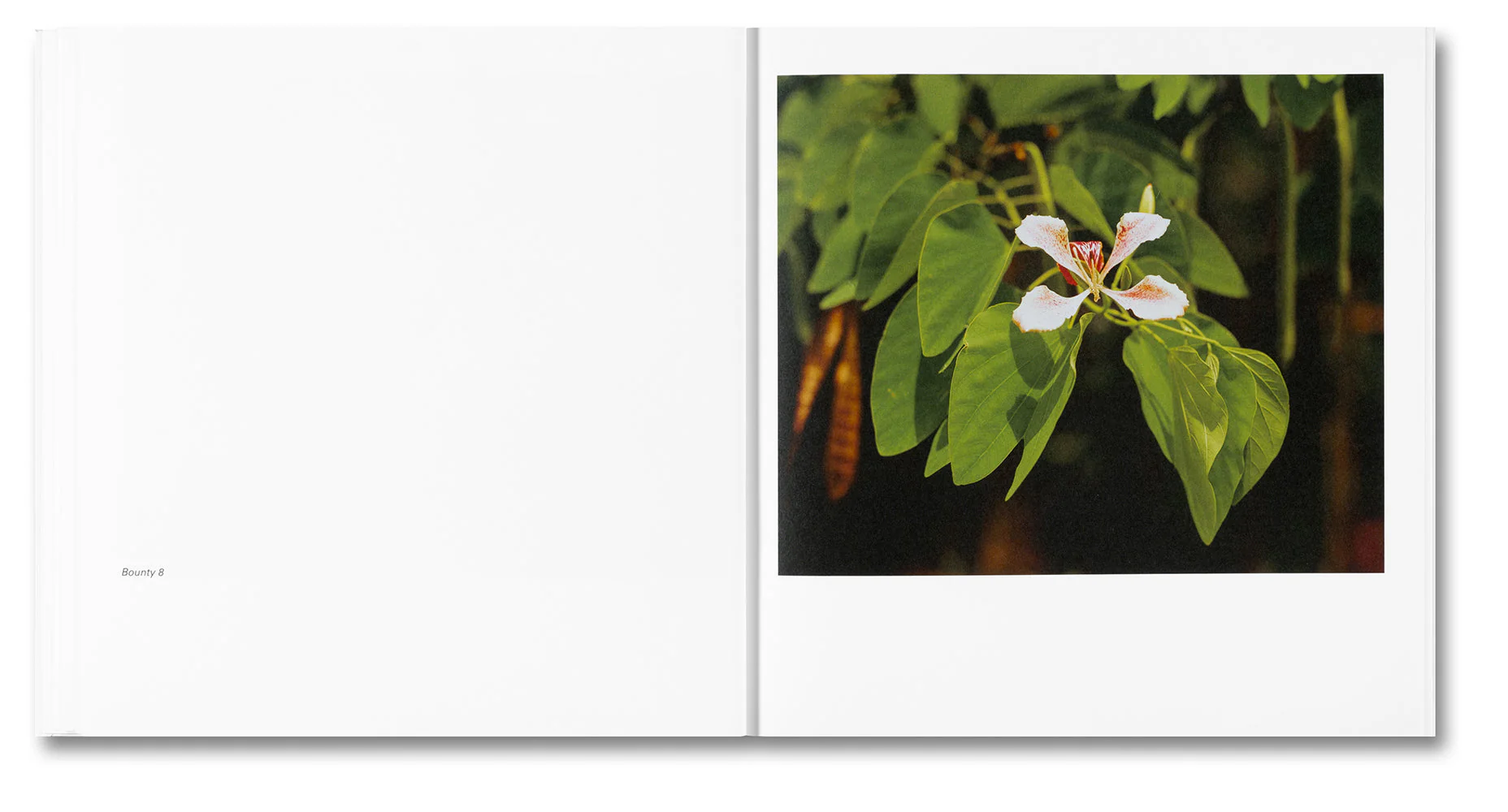 Bounty - Image 11