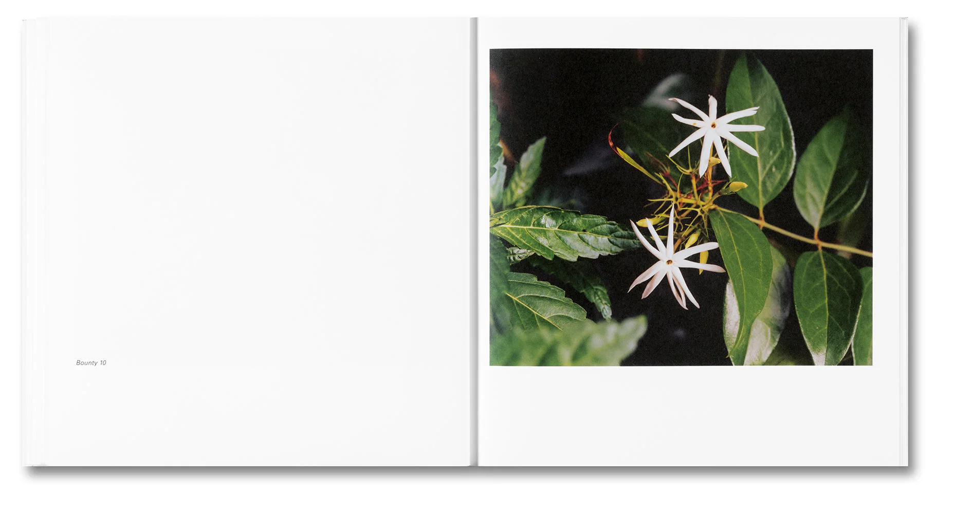 Bounty - Image 12