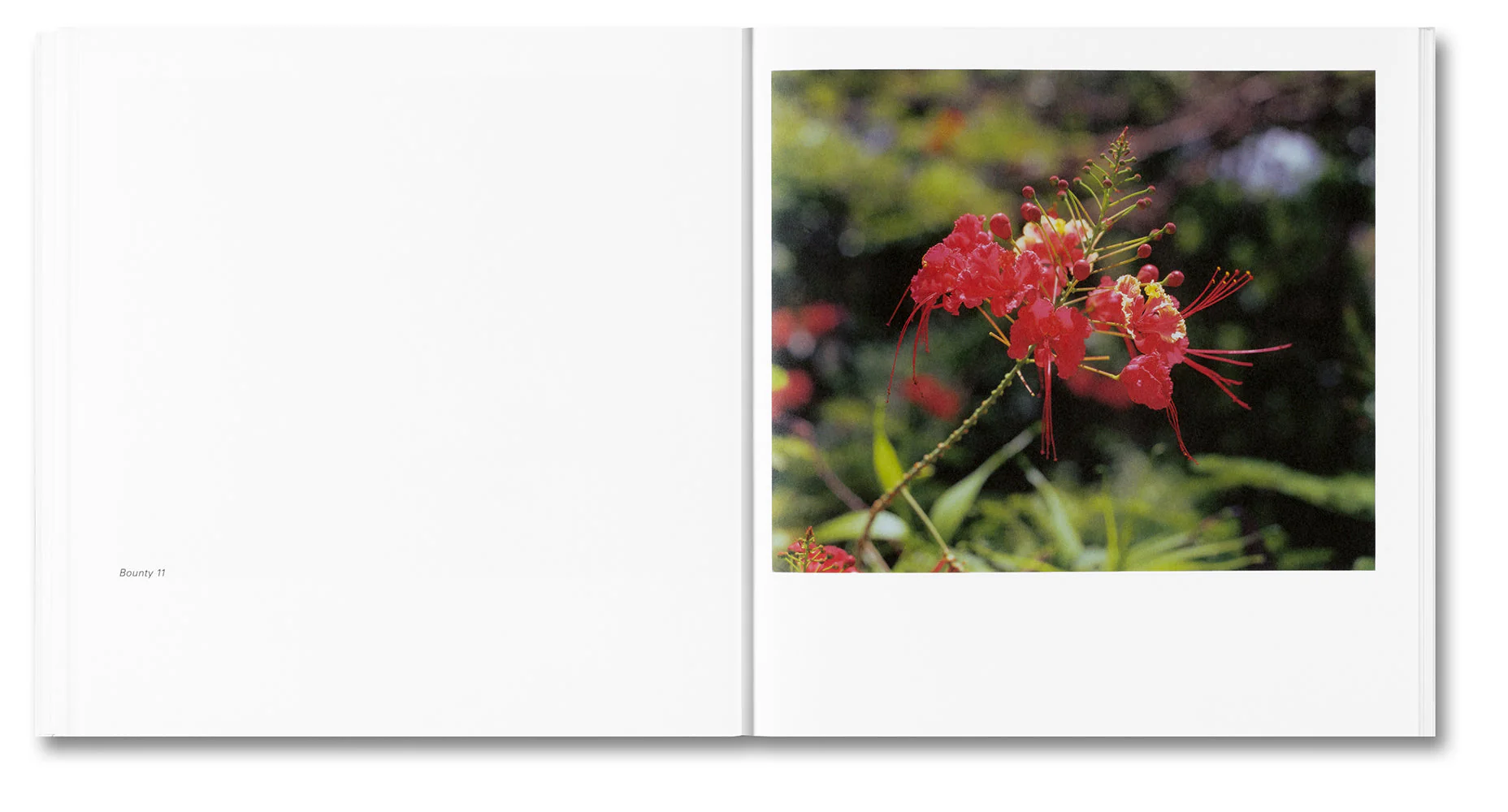 Bounty - Image 13
