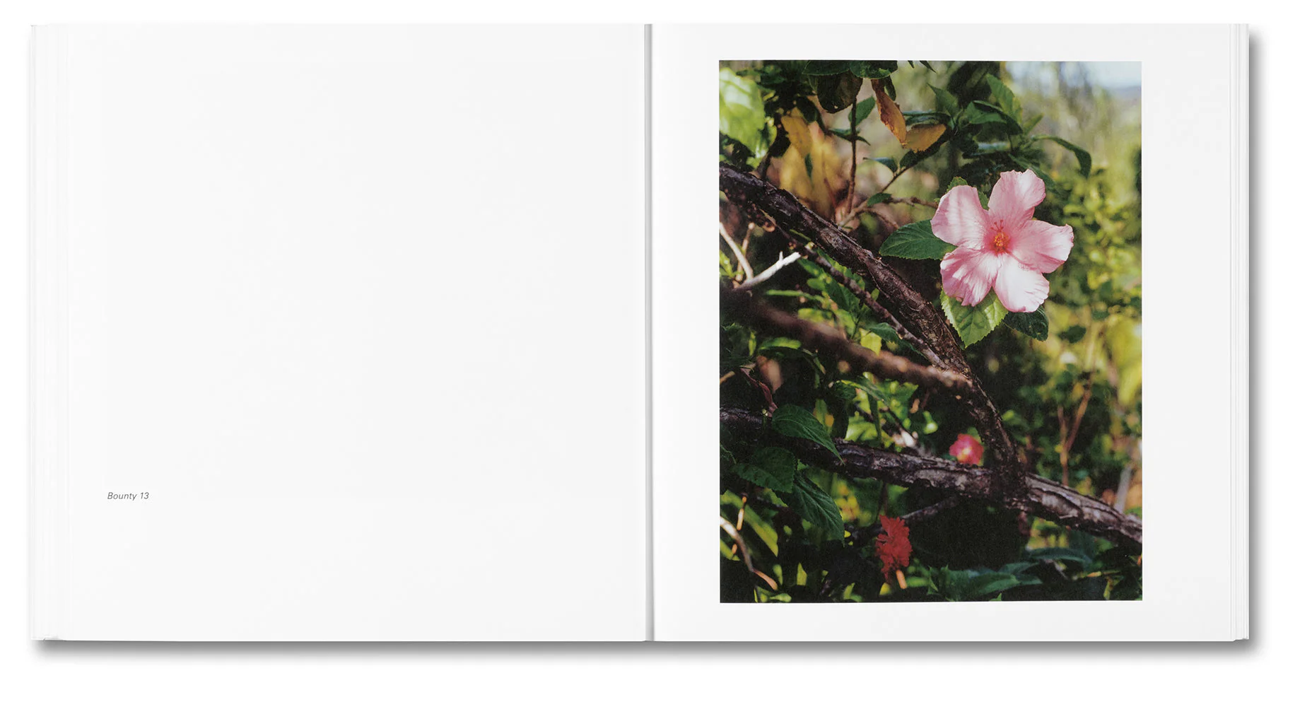 Bounty - Image 14