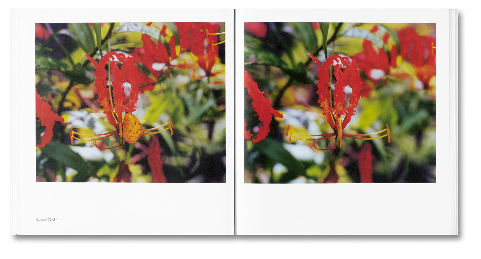 Bounty - Image 16