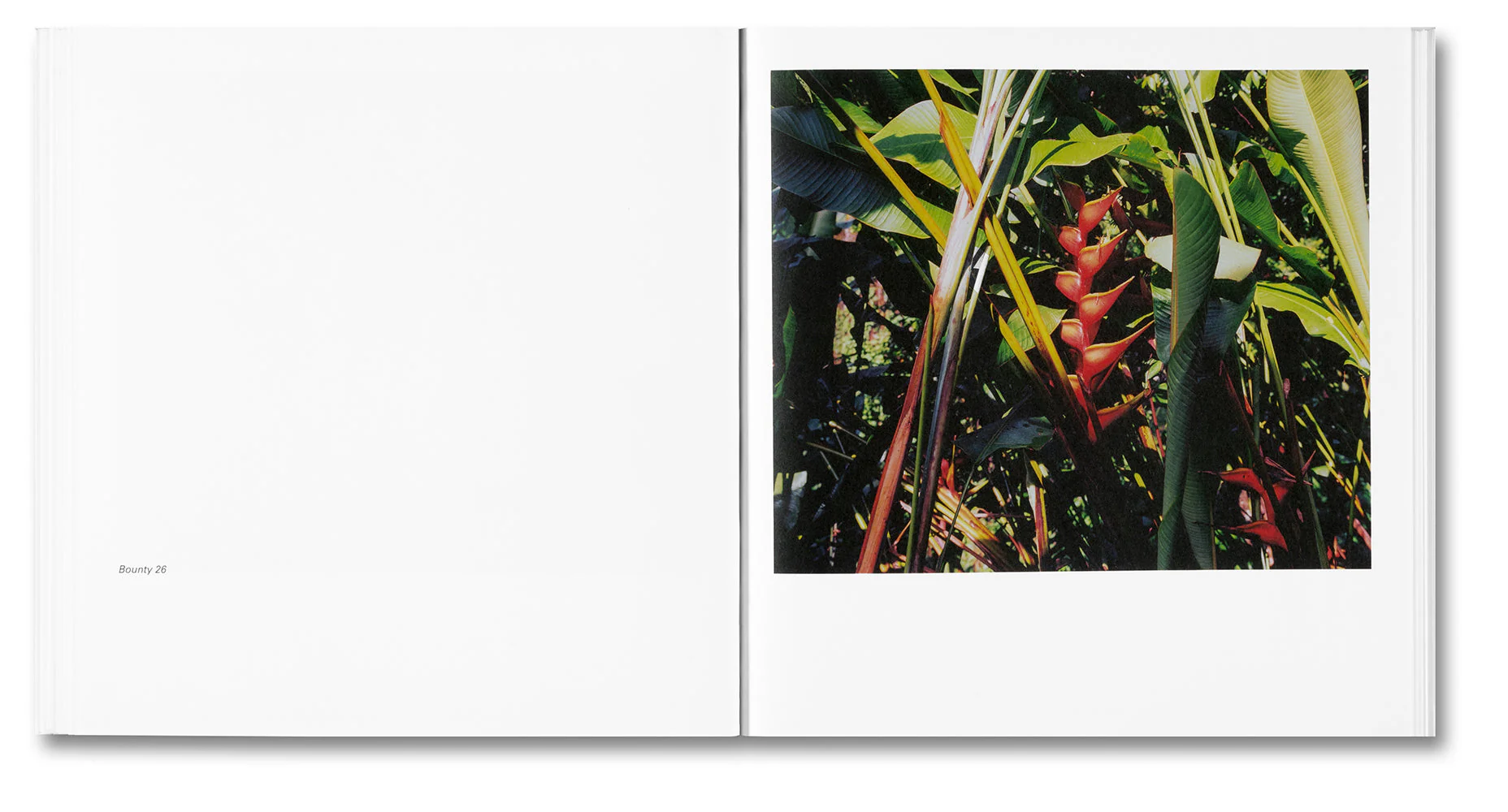 Bounty - Image 18