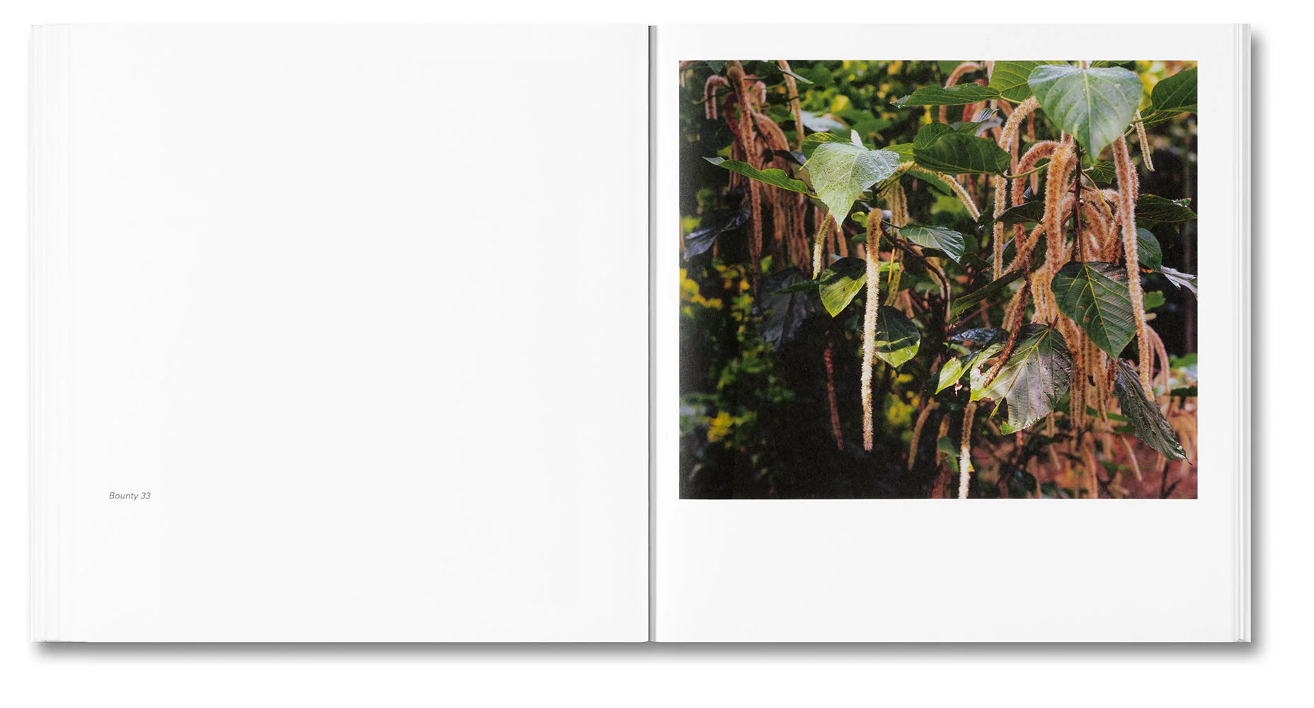 Bounty - Image 19