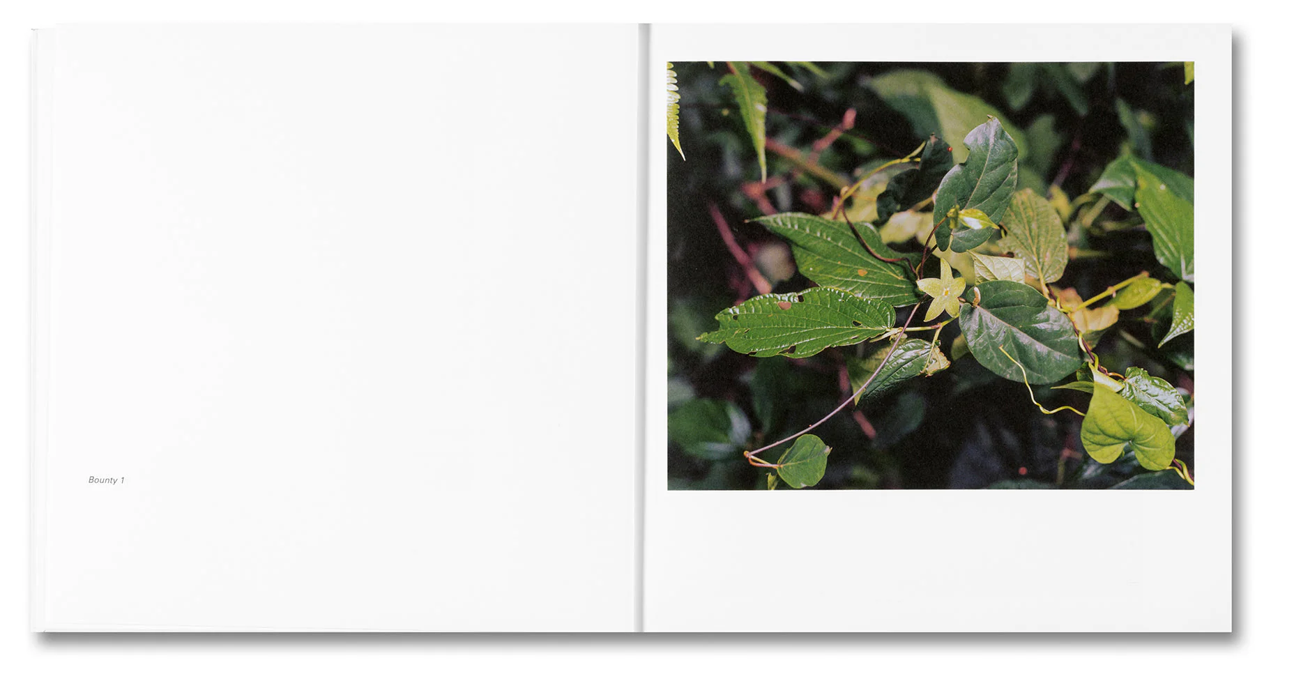Bounty - Image 6