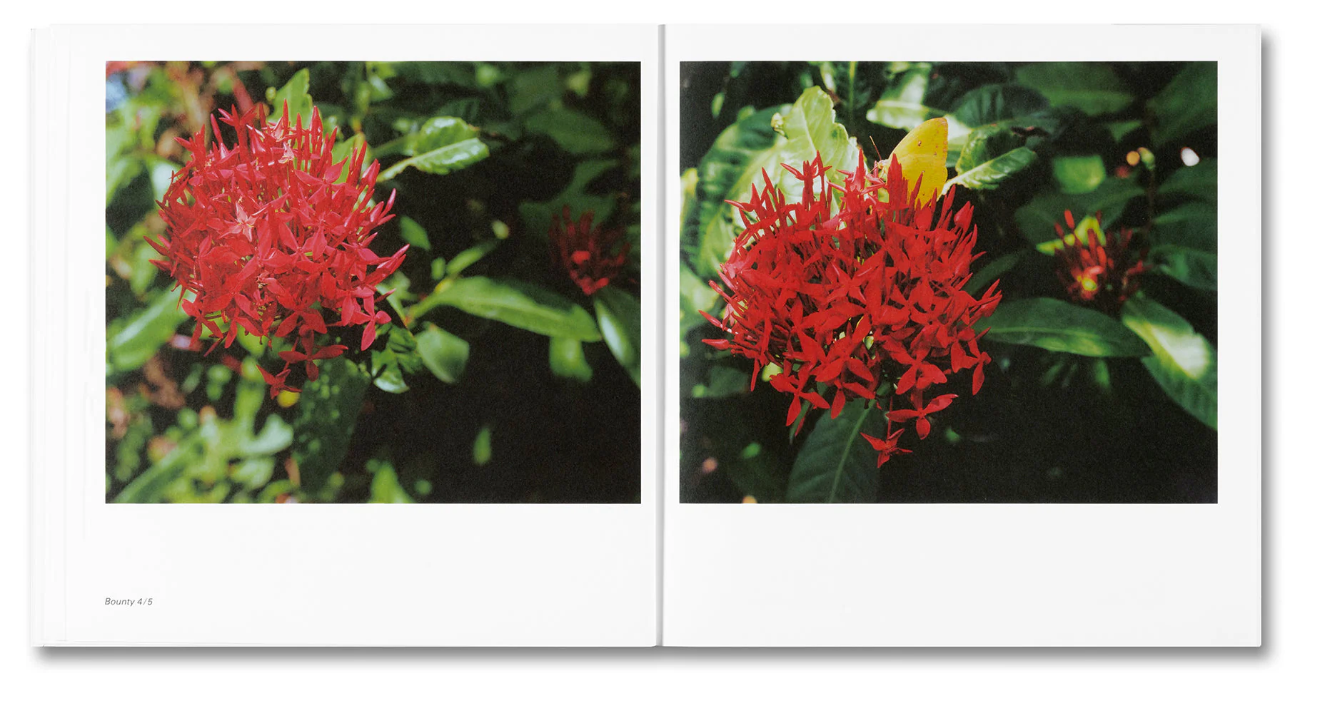Bounty - Image 9