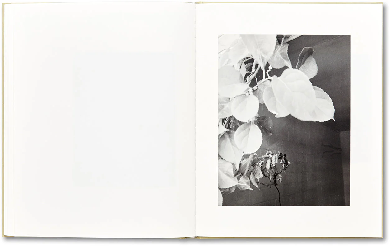 ciprian honey cathedral / errata special edition - Image 33
