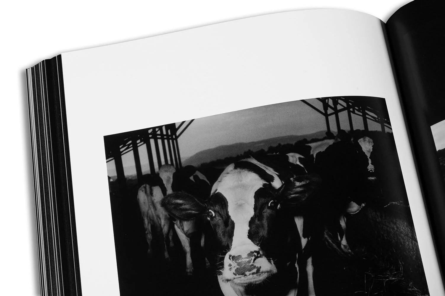 Hujar:Contact - Image 32