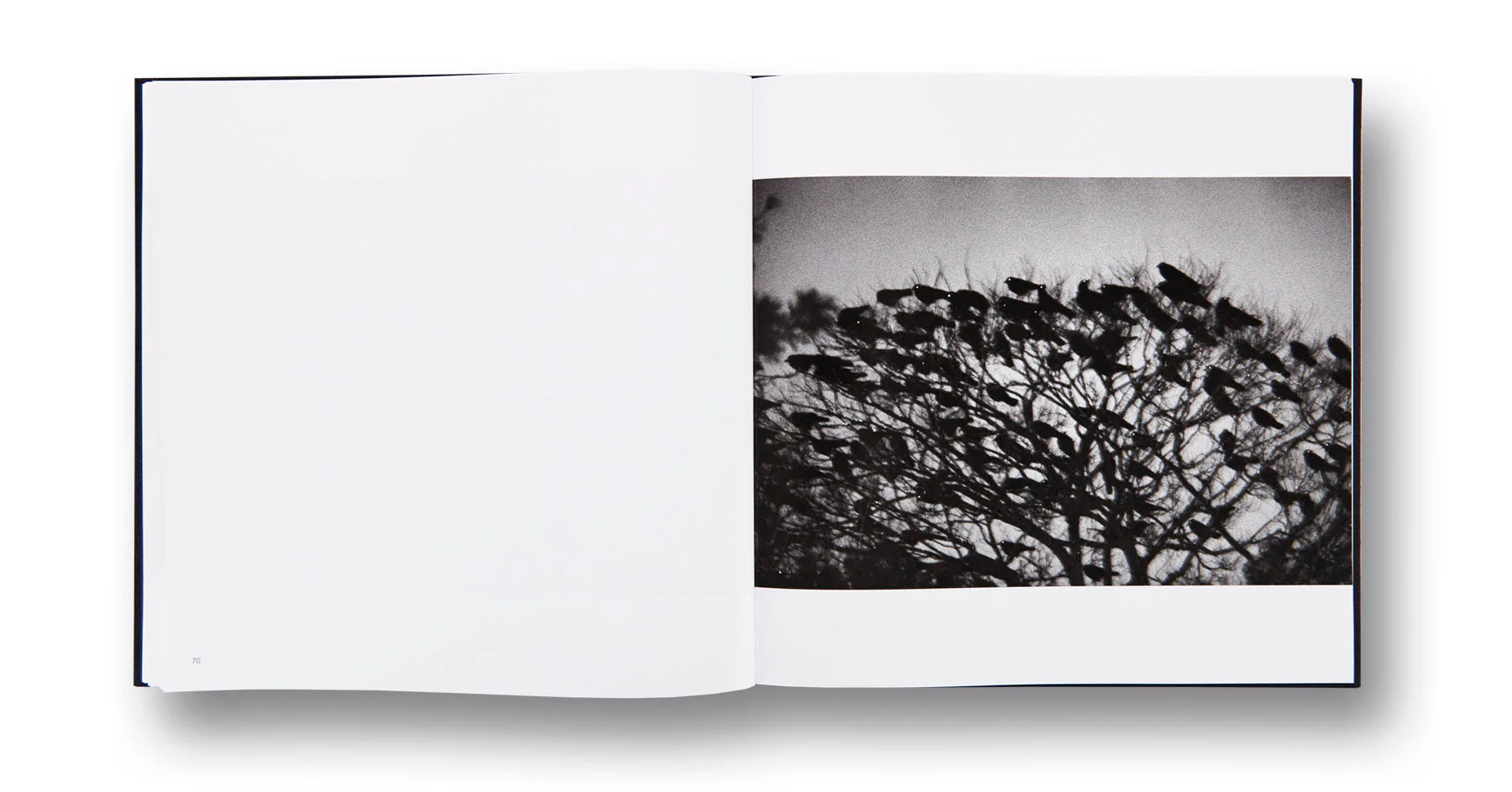 Ravens - Image 14