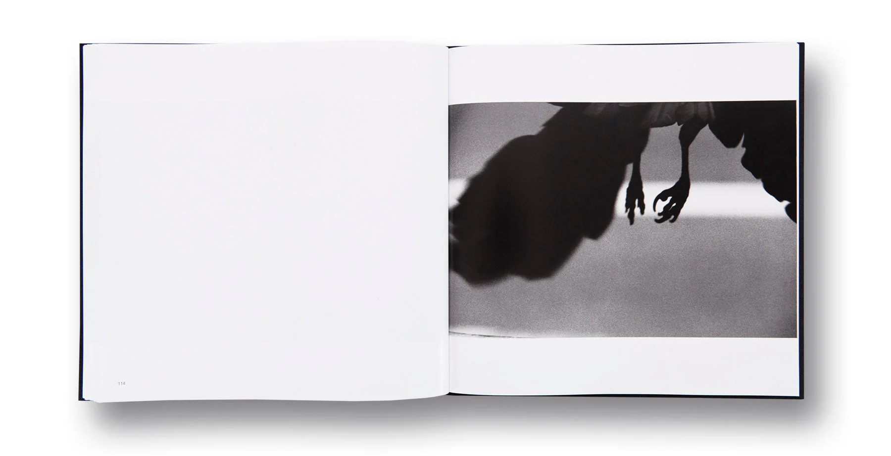 Ravens - Image 17