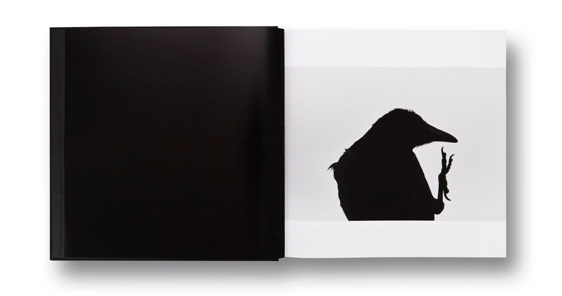Ravens - Image 5