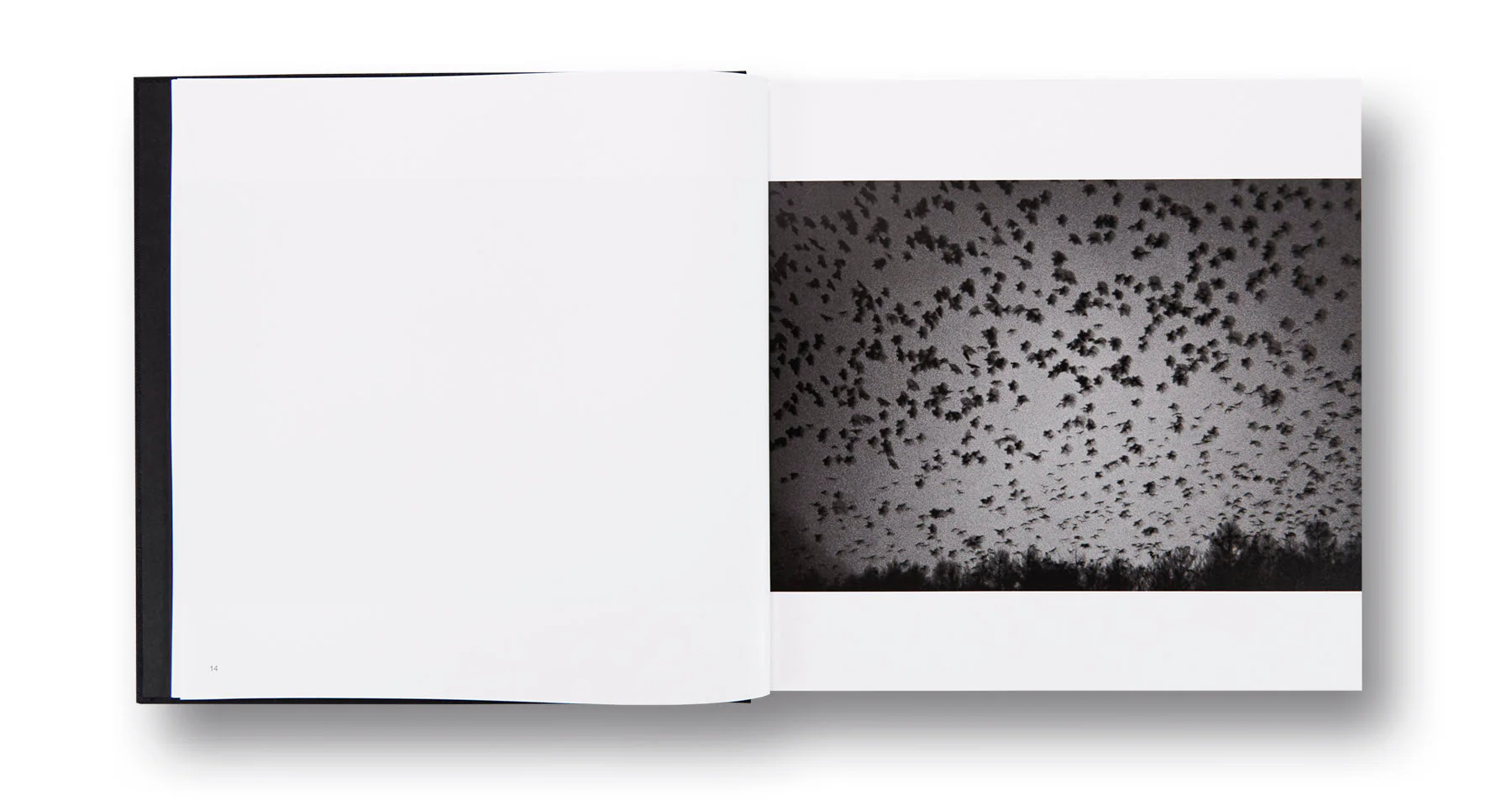 Ravens - Image 7