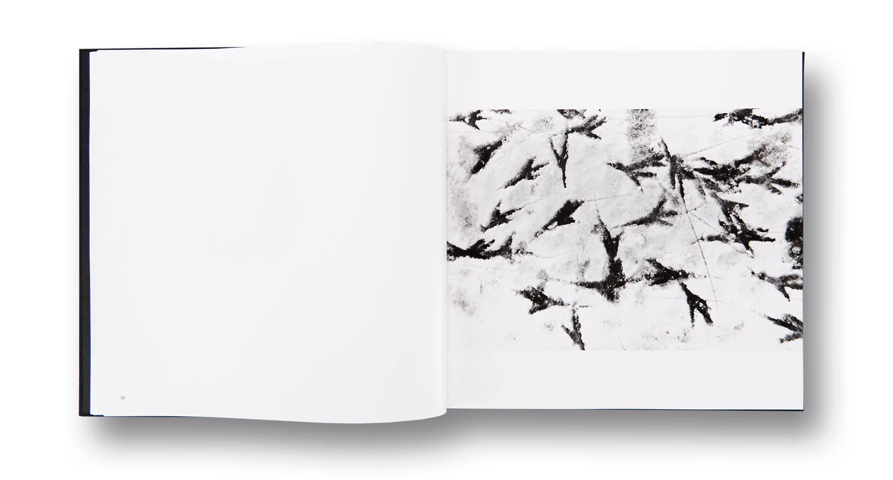 Ravens - Image 9