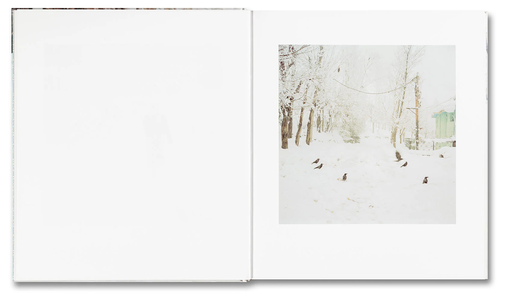 Snow - Image 6