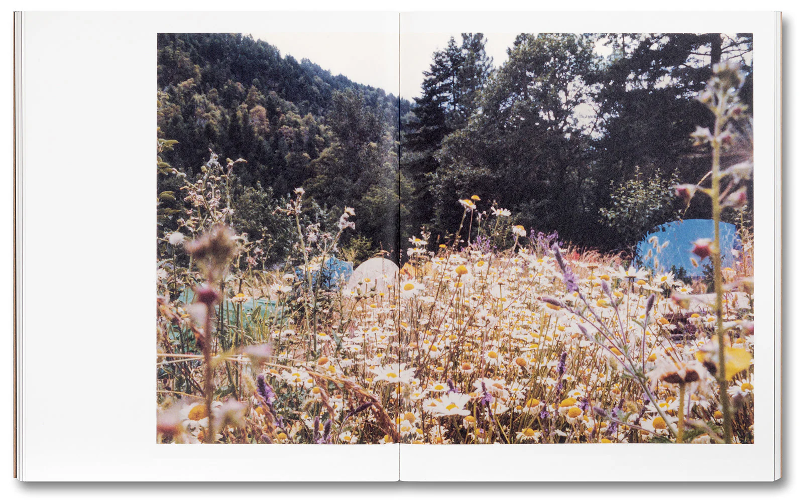 Tee A. Corinne: A forest fire between us - Image 18