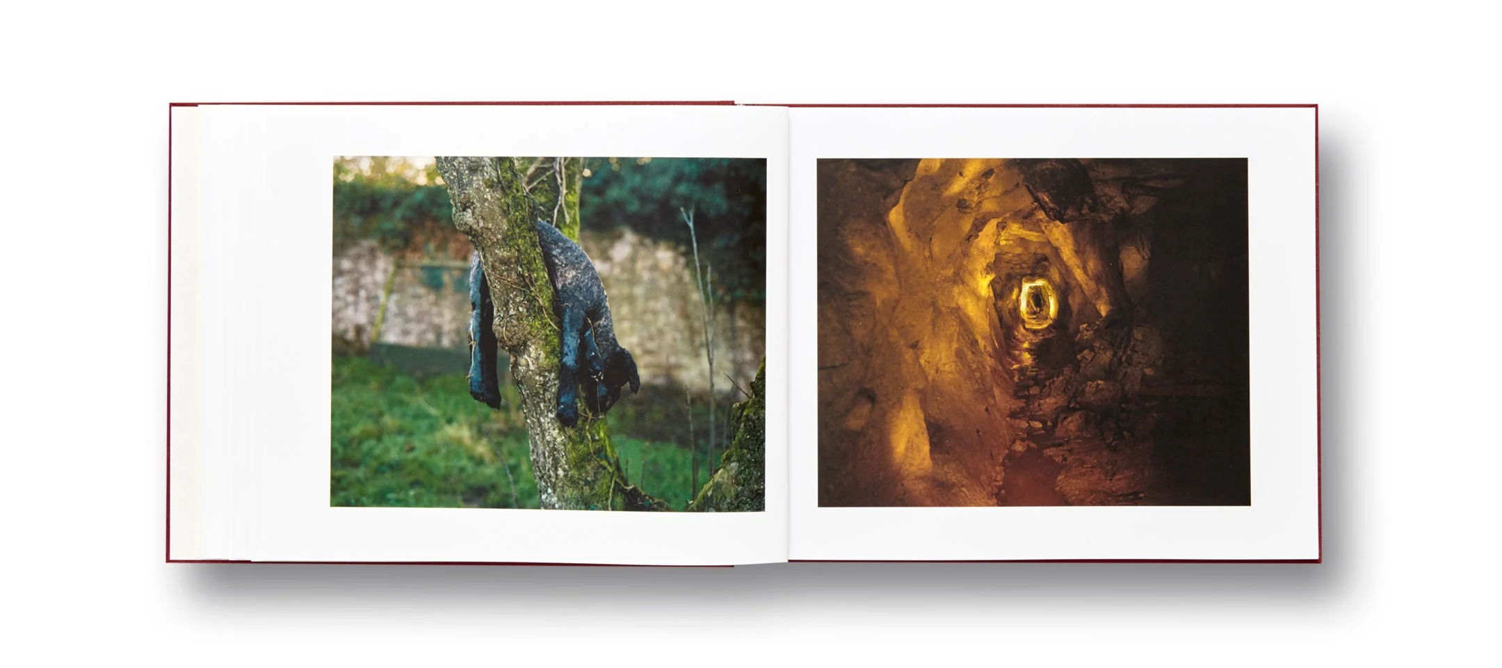 The Moth - Image 18