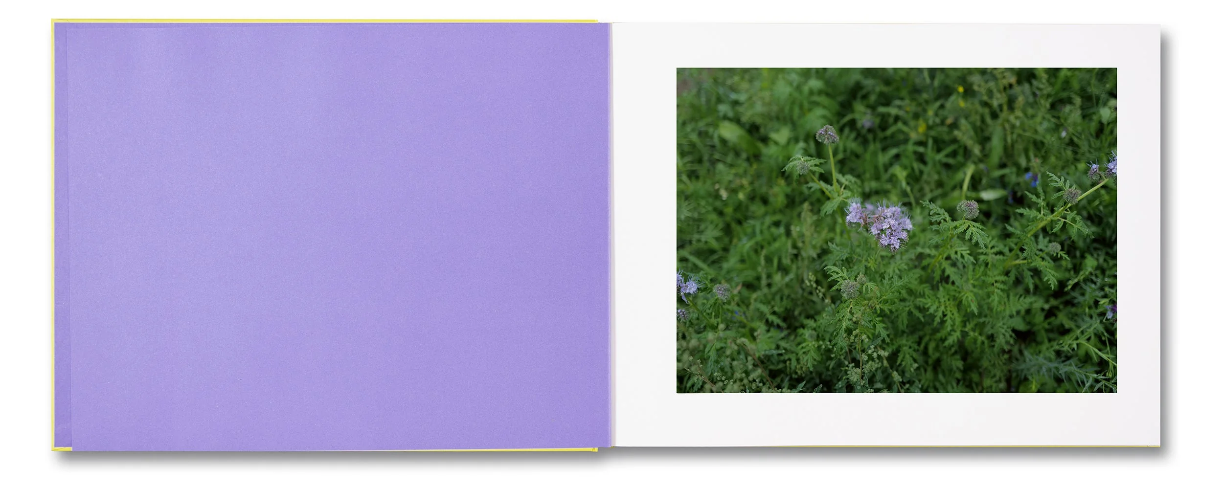 The Triple Folly (Single Volume) - Image 3