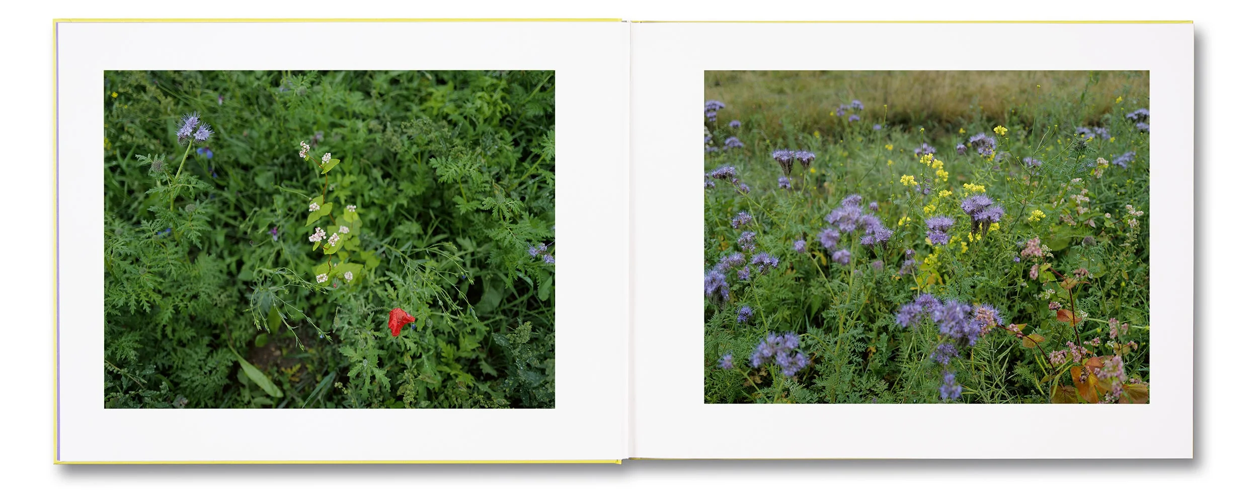 The Triple Folly (Single Volume) - Image 4